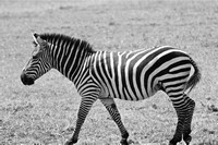 Africa Safari Black & White 2011
